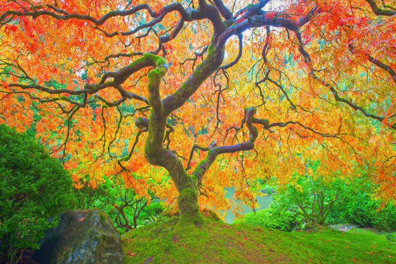 Fine art photography of a  Japanese Maple in fall in the Japanese Gardens in Portland, Oregon. 