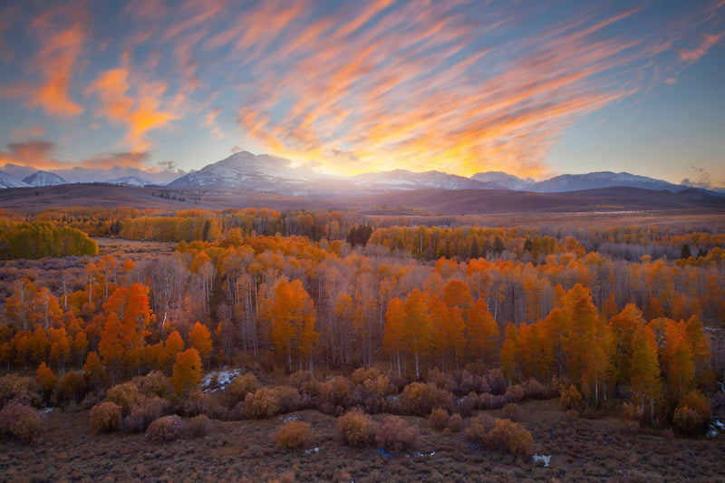 Fall color at sunset in California