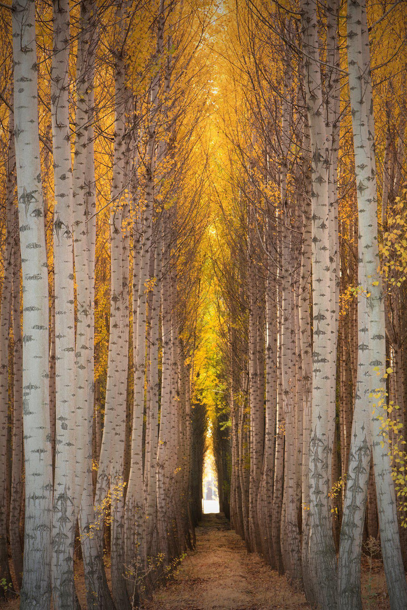 Poplar tree farm in boardman oregon in autumn. By Lijah Hanley. 