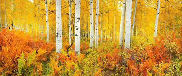 Rusty ferns and golden aspen trees at peak fall color in Kebler Pass, Colorado