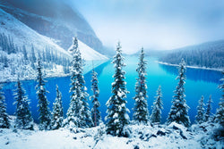 Snowy trees against Moraine Lake