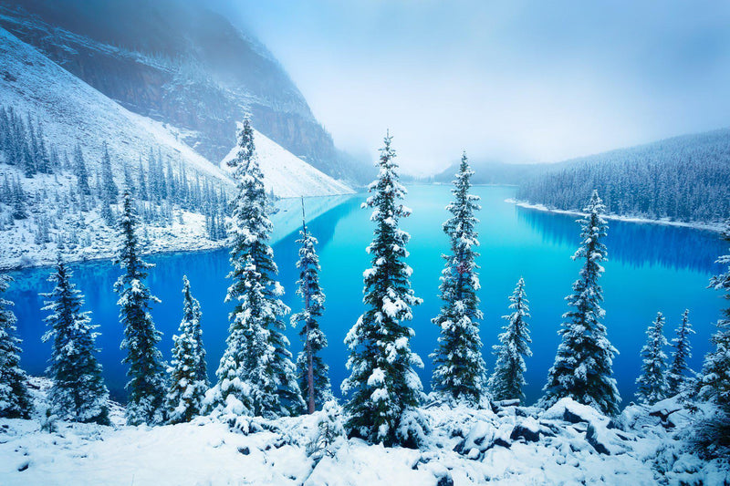 Snowy trees against Moraine Lake