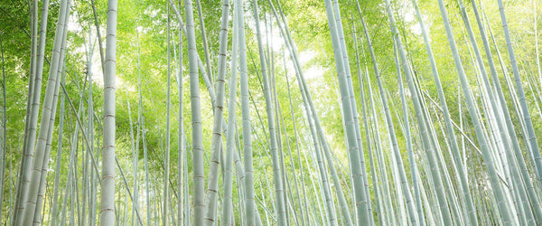 "Bamboo Forest"
