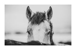 Fine art photograph of horses in the snow by Lijah Hanley. 