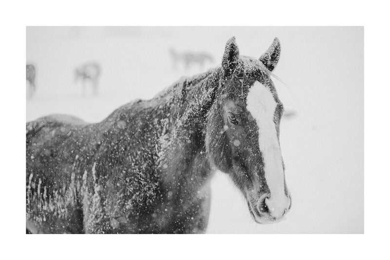 Fine art black and white horse photography by Lijah Hanley.
