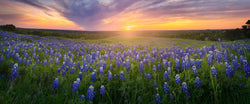 Photograph of a field of bluebonnets in Ennis Texas. 