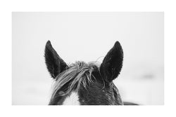 Fine art horse photography in black and white. 