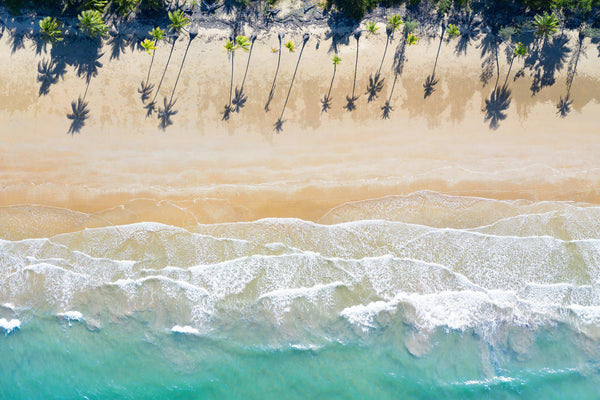 An arial of a beach lined with palm trees in Australia 
