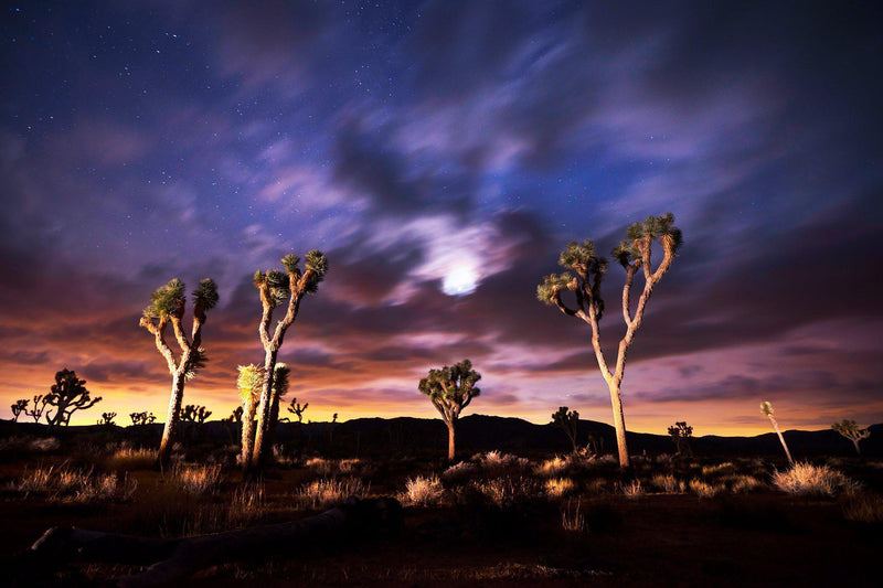 A moody night in Joshua Tree National Park