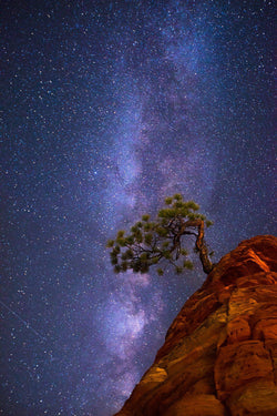 A juniper tree on top of red rock under the Milky Way in Zion