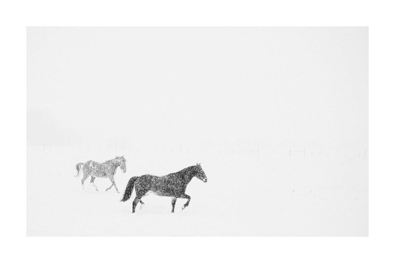 Fine art black and white photograph of horses in the snow by Lijah Hanley. 
