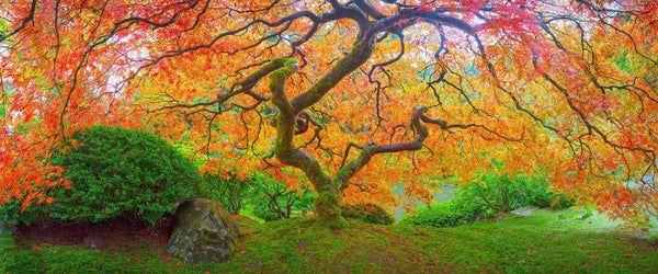 Fine art photograph of an amazing tree in the Japanese Gardens in Portland, Oregon. By Lijah Hanley. 