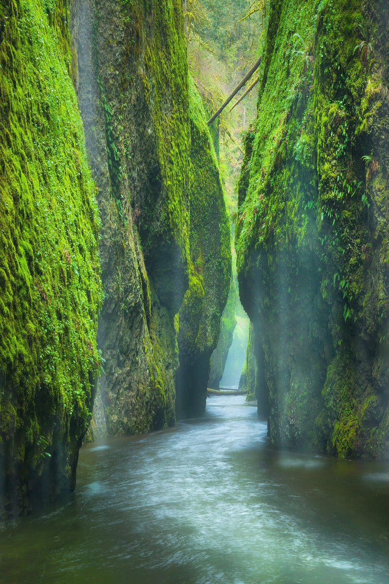 A green mossy canyon in the Columbia River Gorge in Oregon