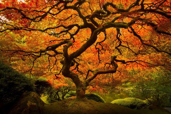 Japanese maple in the fall in Portland Oregon