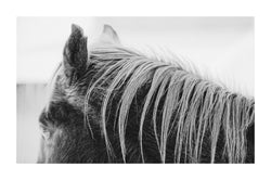 Fine art black and white horse photography. 