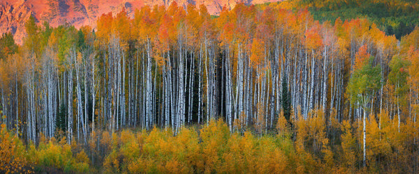 Autumn aspen grove in Kebler Pass, Colorado.