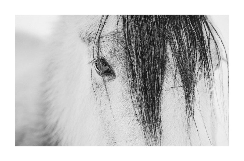 Fine art photograph of horses in the snow, by Lijah Hanley. 