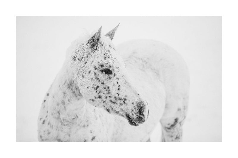 Fine art black and white photograph of horses in the snow by Lijah Hanley. 