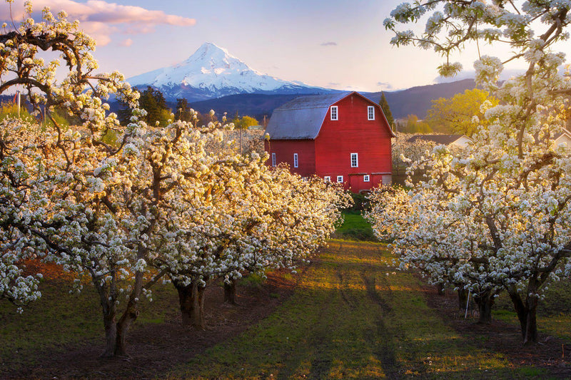 A red barn in Hood River Oregon surrounded by blossoming trees