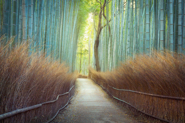 Landscape Photography of Bamboo Forrest in Kyoto Japan
