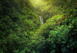 Hawaiian landscape photography by Lijah Hanley. A lush waterfall surrounded by palm trees on the big island of Hawaii. 