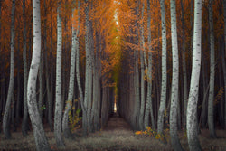 Fine art photograph of birch and aspen trees with beautiful fall color in Oregon. By Lijah Hanley. 