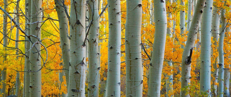 Photograph of aspen trees in autumn. 