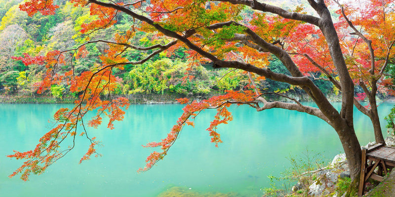 Fall color along the Katsura River in Kyoto, Japan by Lijah Hanley.