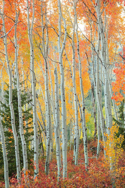Fine art photograph of aspen trees in Park City, Utah. 