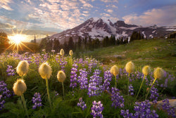 Mt. Rainier at sunset