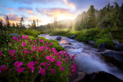 Paradise creek and pink flowers in mount rainier national park. By Lijah Hanley. 