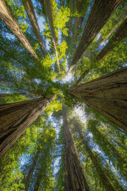 Looking up the trees in the Redwoods 