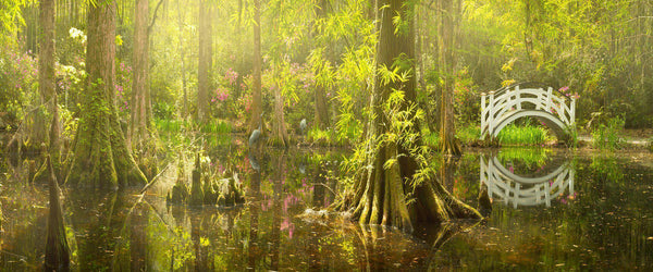 Photograph of swampland and a white bridge in the magnolia gardens near charleston. 