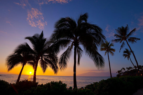 Palm trees on maui at sunset. By Lijah Hanley. 
