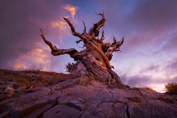 5,000 year old bristlecone pine in the White Mountains of California. By Lijah Hanley.