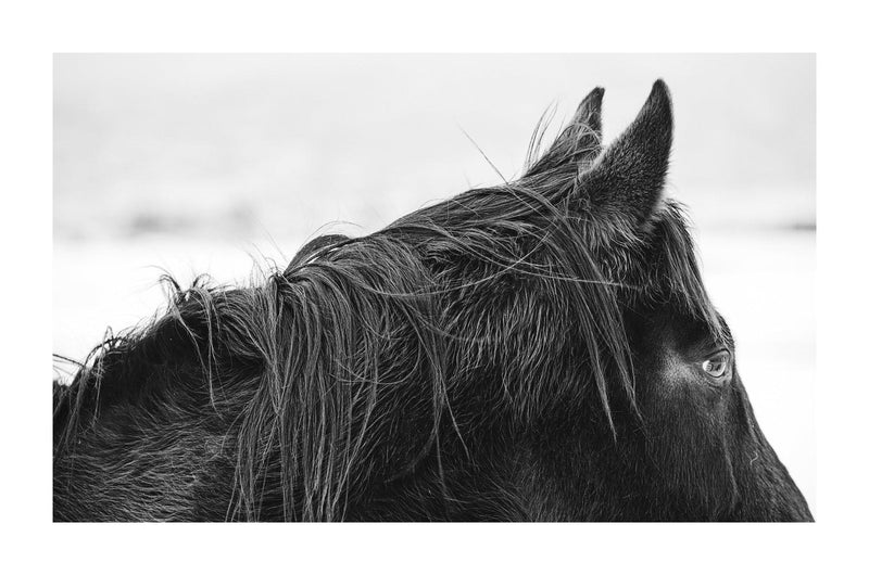 Fine art horse photography in black and white by Lijah Hanley. 