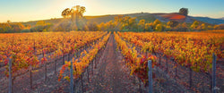 Vineyard in the fall, with orange autumn leaves, in Napa Valley, California. 