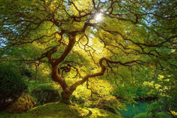 "Ode to Spring"