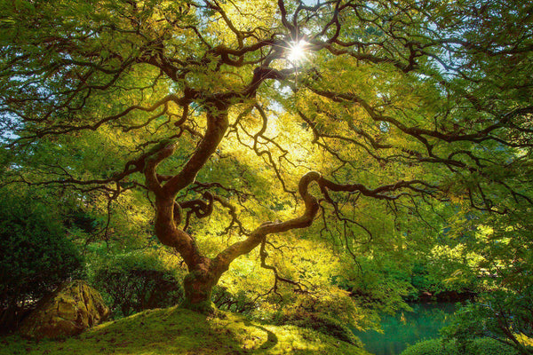"Ode to Spring"