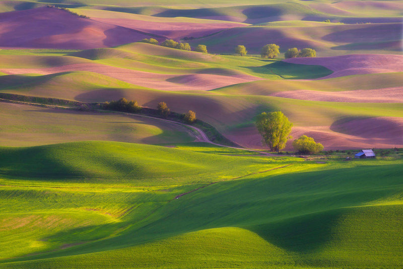 Rolling hills in the Palouse Washington