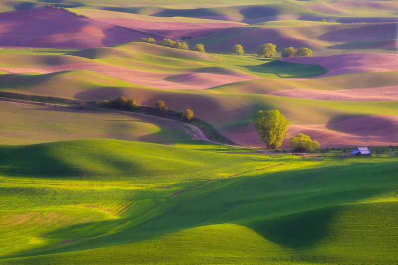 Rolling hills in the Palouse Washington