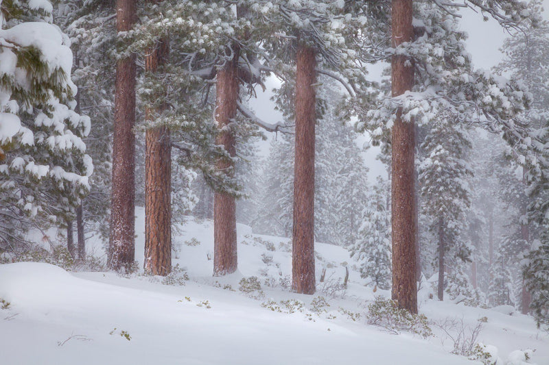 Ponderosa pines in Sisters, Oregon in the snow. By Lijah Hanley. 