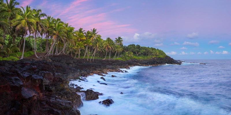 Photograph of Palm trees along the Hawaii Photography. Puna coast on the Big Island of Hawaii. 