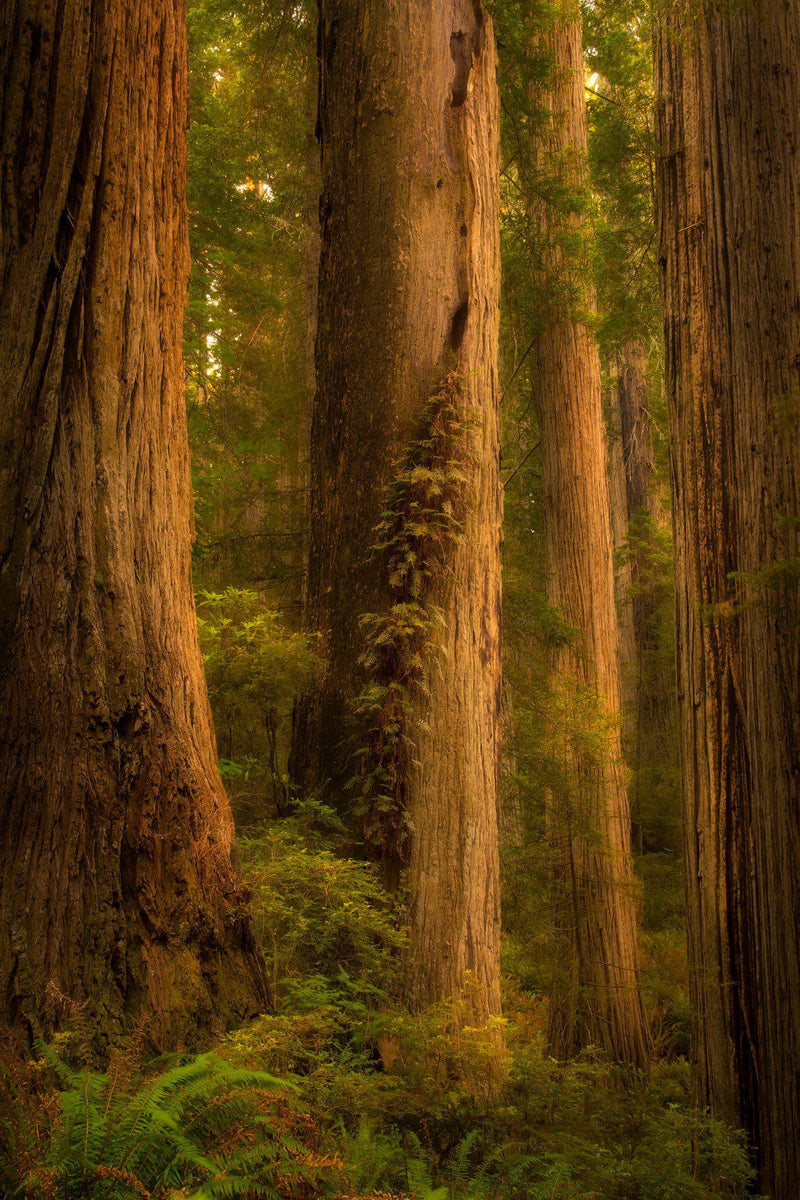 Redwood trees in sunset ljght in Redwood National Park in California. By Lijah Hanley. 