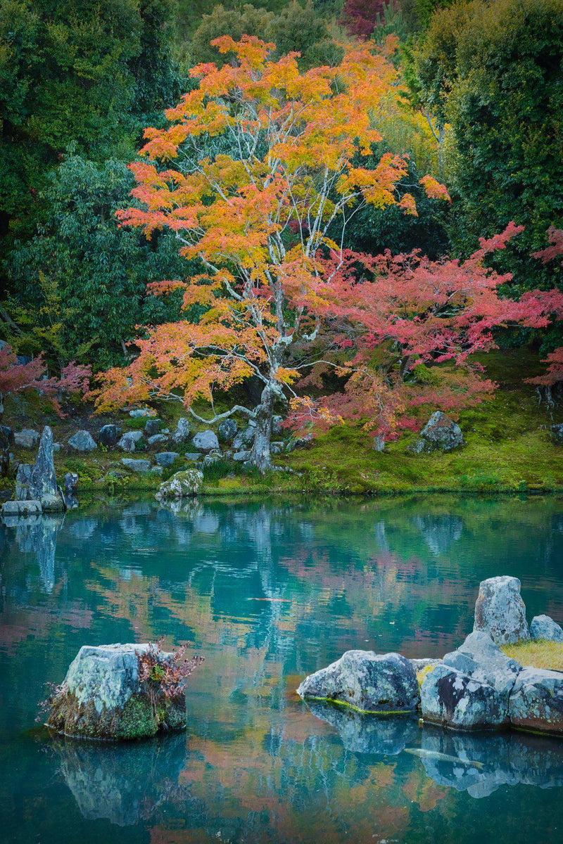 Fall color reflects in a Japanese garden in Kyoto Japan