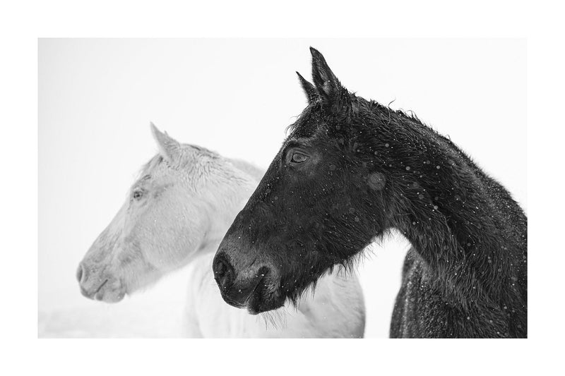 Fine art black and white photograph of horses in the snow by Lijah Hanley. 