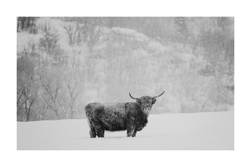 "Silent Snow"