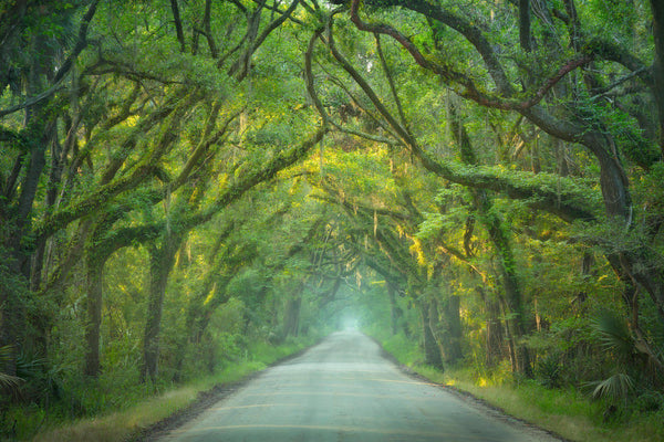 "Southern Jungle"