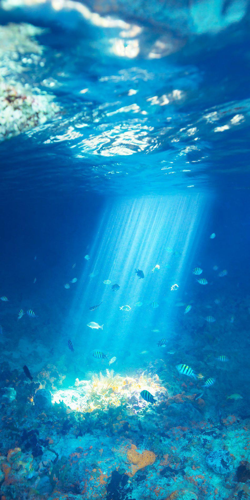 A shaft of light illuminates a coral reef in Exuma, Bahamas. By Lijah Hanley.