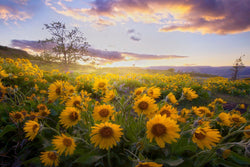 Balsam Root Sunflowers at sunset in Oregon